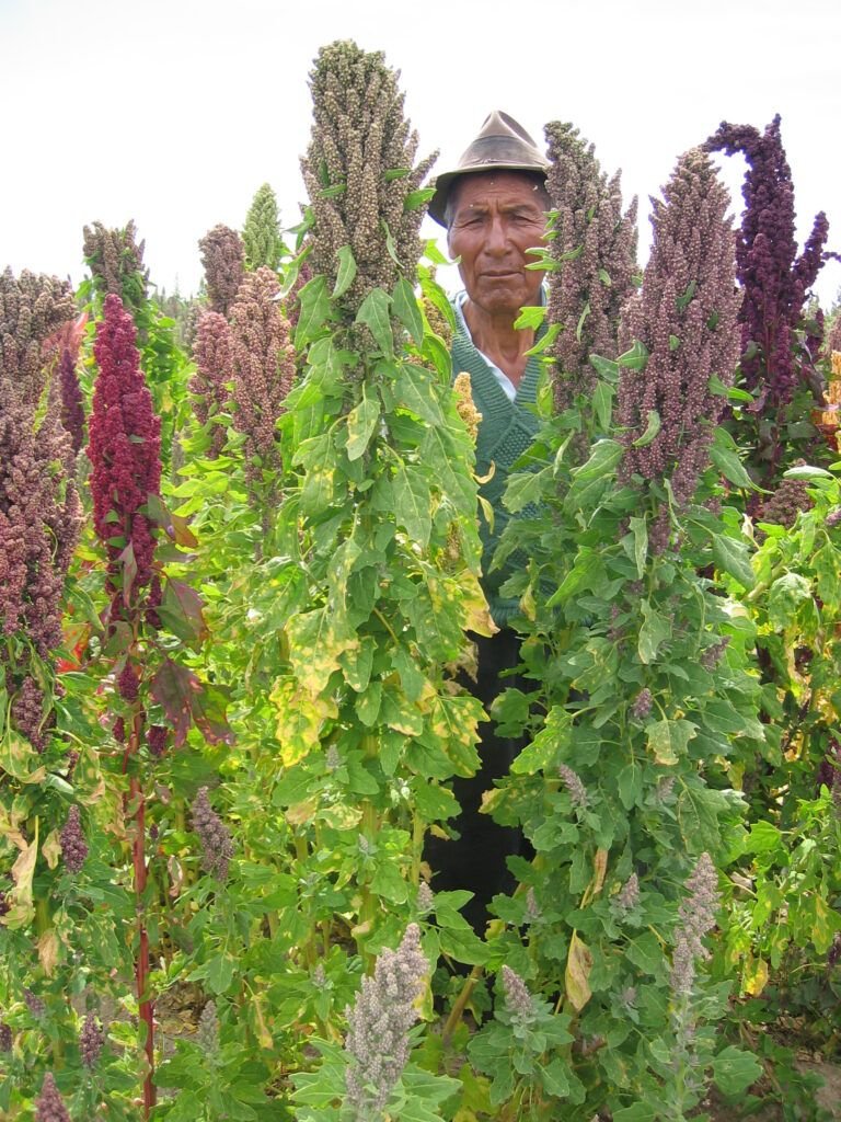«Quínoa: El Supergrano Andino – Nutrición, Beneficios y Guía de Cocina»