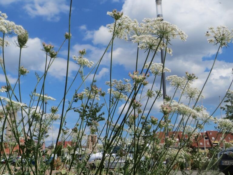 Zanahorias: Un Tesoro Nutricional Bajo en Calorías