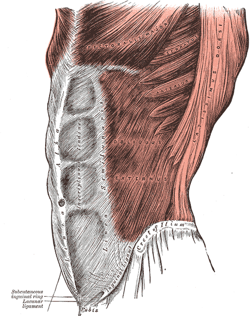 Los Mejores Ejercicios para Abdominales Oblícuos