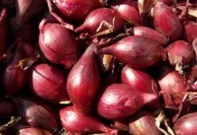 ¿Qué son las Chalotas y Chalotas al Horno? Descubre sus Beneficios y Preparación Chalotas