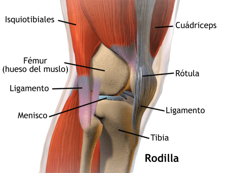 Dolor de rodilla: causas, síntomas, tratamiento y cuándo consultar al médico