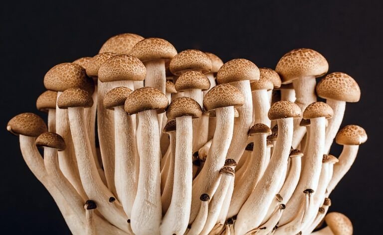 Chalupas de Hongos: Un Manjar Vegetariano de la Cocina Mexicana