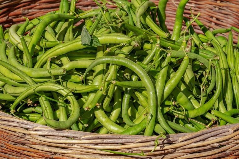 «Revitalizando Sabores Tradicionales: Ejotes con Huevo, una Receta Casera»