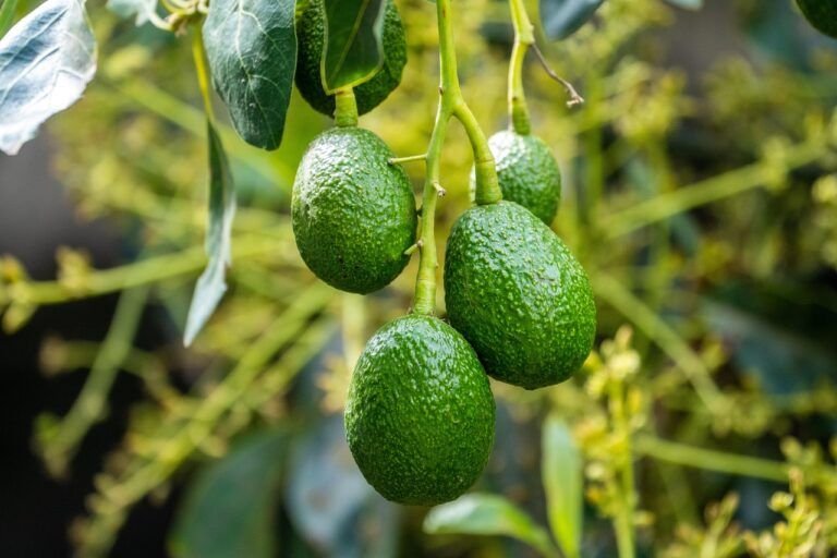 La Maestría en la Cocina Mexicana: Cómo Hacer Guacamole Casero de Forma Deliciosa y Saludable
