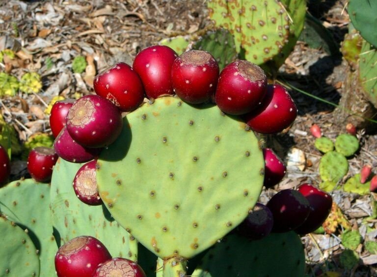 Sabores Autóctonos: Descubre la Receta Tradicional de Nopal en Penca